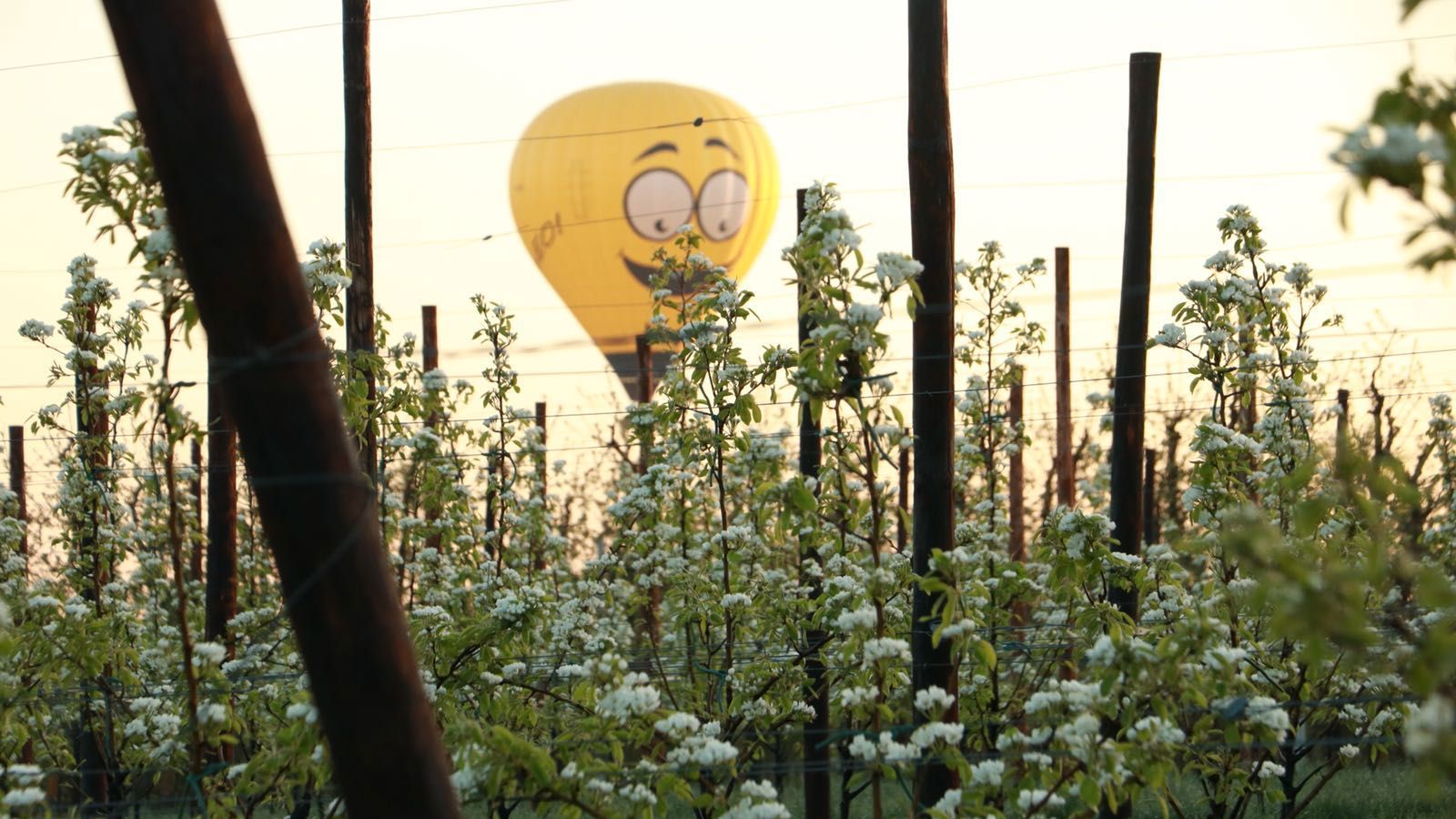 Luchtballonvaart Borgloon
