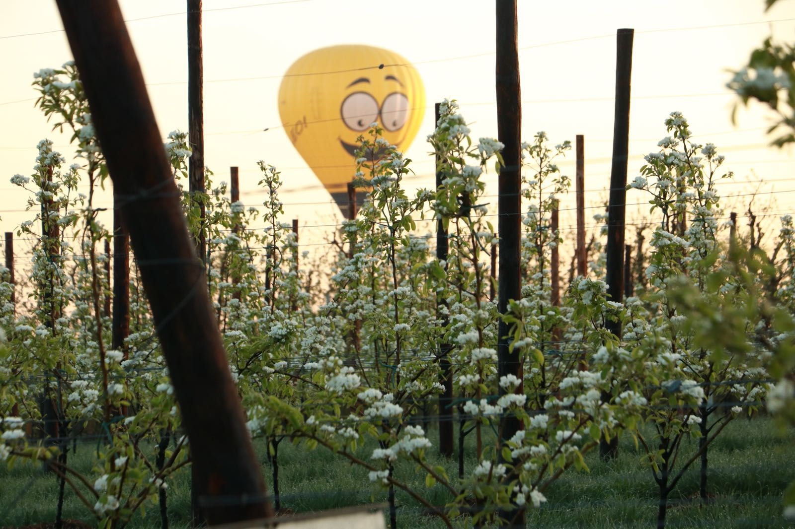Luchtballonvaart Borgloon