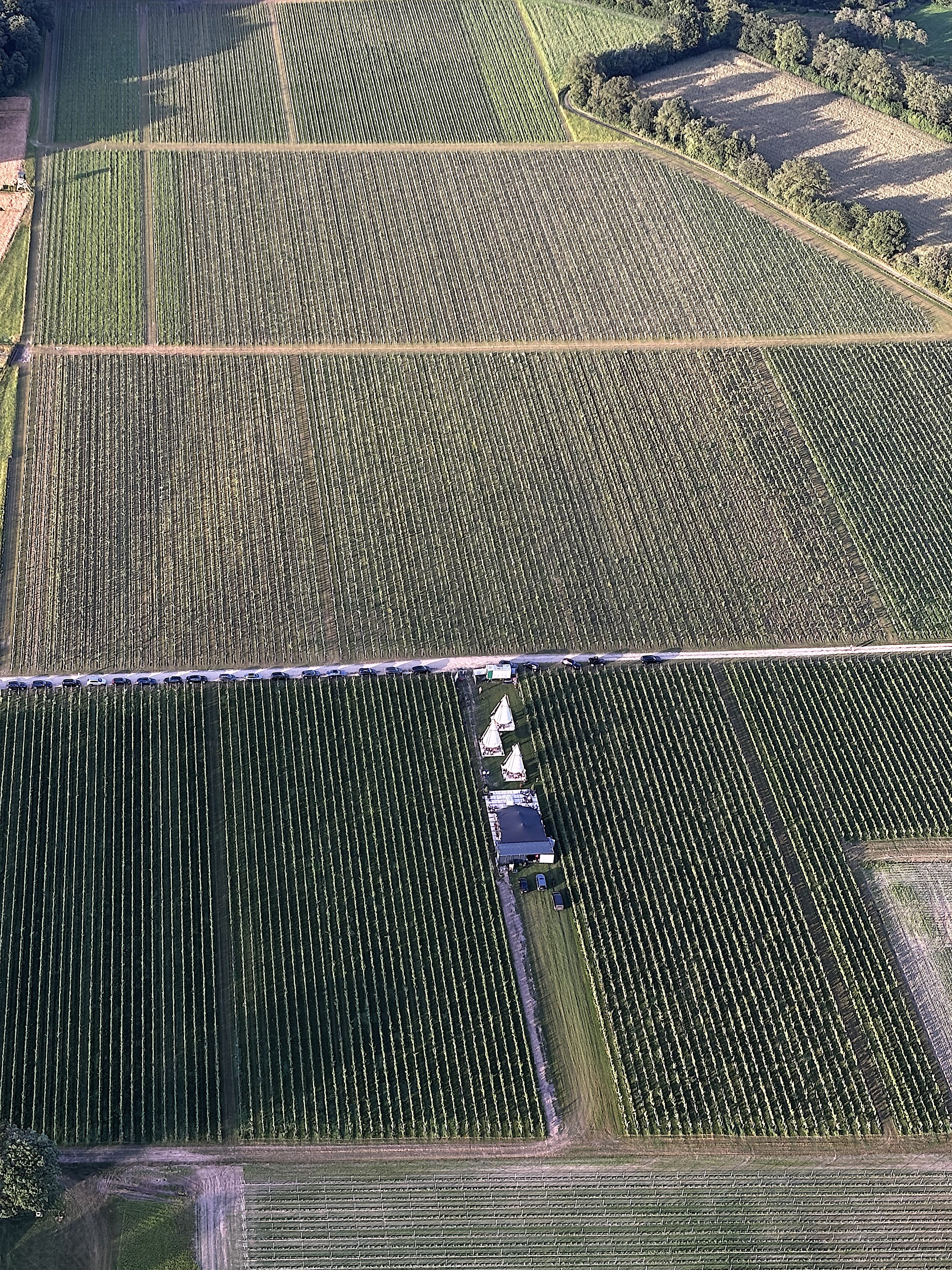 Ballonvaren Bree